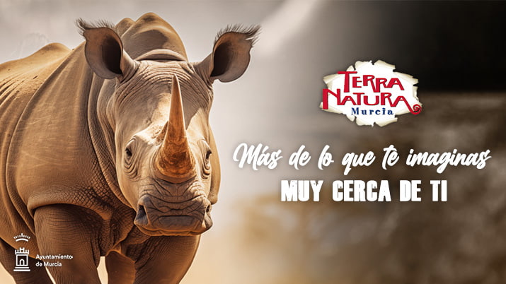 Conoce el Rinoceronte blanco en Terra Natura Murcia